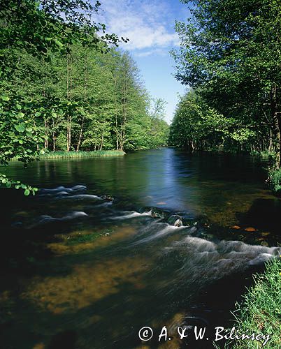 rzeka Drawa Drawieński Park Narodowy