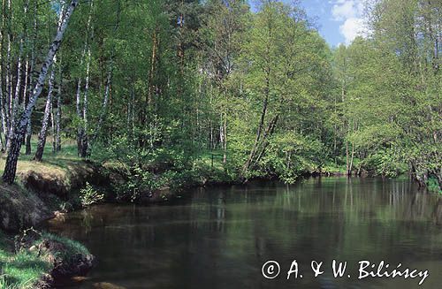 rzeka Drawa Drawieński Park Narodowy