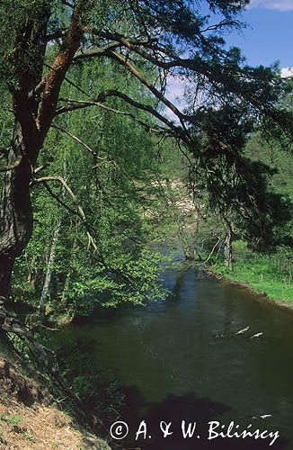 rzeka Drawa Drawieński Park Narodowy