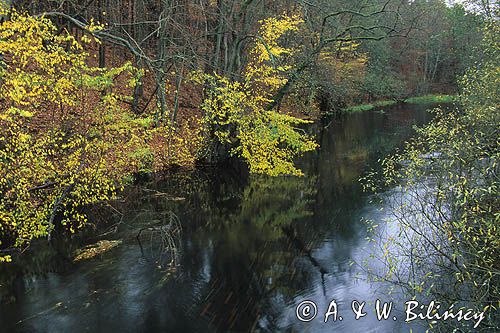 rzeka Drawa Drawieński Park Narodowy