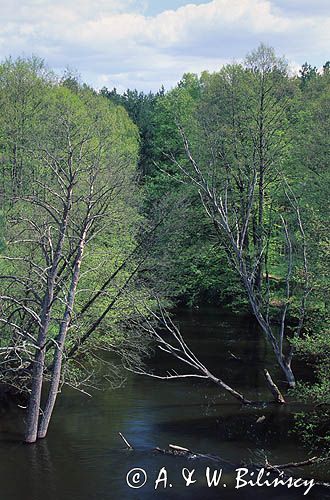 rzeka Drawa Drawieński Park Narodowy