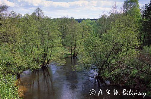 rzeka Drawa Drawieński Park Narodowy