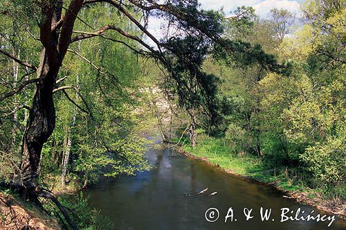 rzeka Drawa Drawieński Park Narodowy