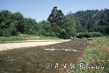 rzeka Sołka, Beskid żywiecki