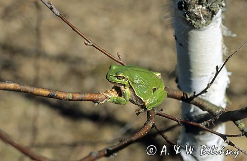 Rzekotka, Rzekotka drzewna Hyla arborea) , żabka na gałęzi