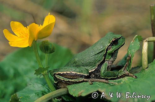 Rzekotka drzewna, Hyla arborea