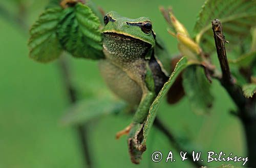 Rzekotka drzewna Hyla arborea)