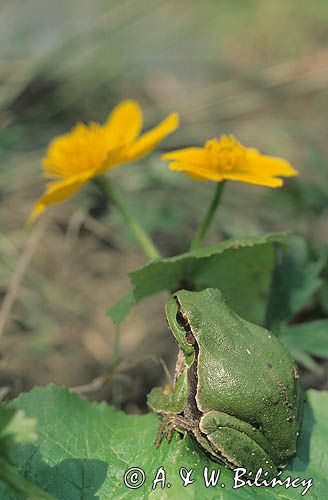 Rzekotka drzewna, Hyla arborea