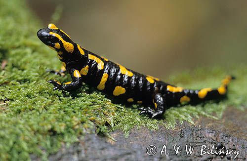 salamandra plamista