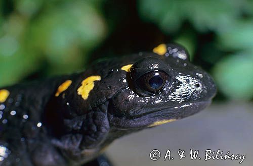 salamandra plamista