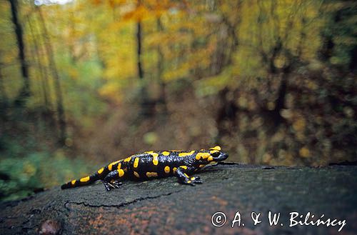 salamandra plamista