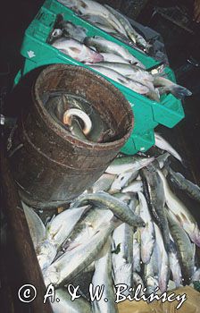 sandacze i inne ryby z Bałtyku