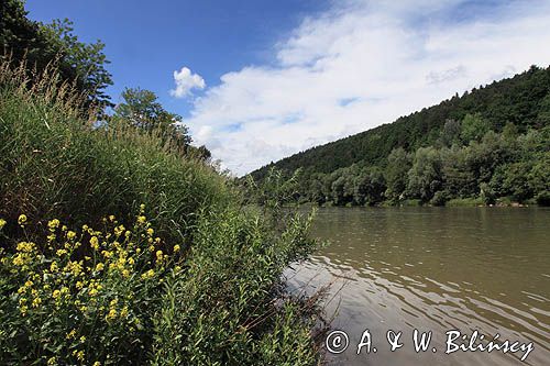 nad rzeką San koło wsi Niewistka, Pogórze Dynowskie, Pogórze Przemyskie