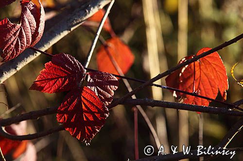 jesienne liście jeżyn, Pogórze Dynowskie