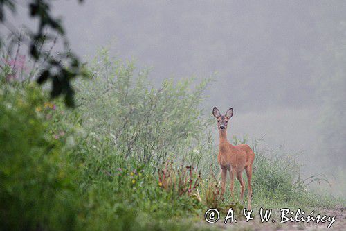 sarna, Capreolus capreolus