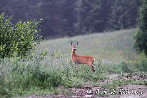 sarna, Capreolus capreolus