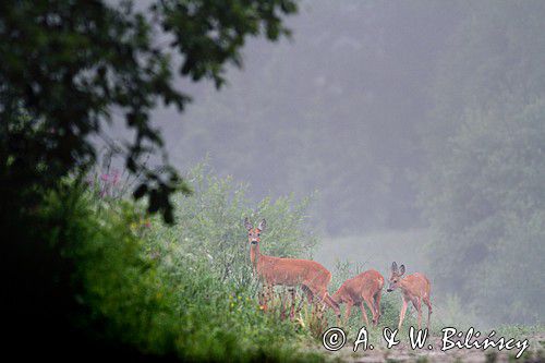 sarna z dwoma młodymi, Capreolus capreolus