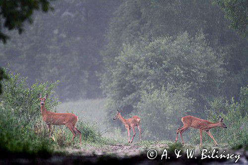 sarna z dwoma młodymi, Capreolus capreolus