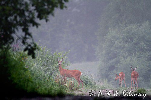 sarna z dwoma młodymi, Capreolus capreolus