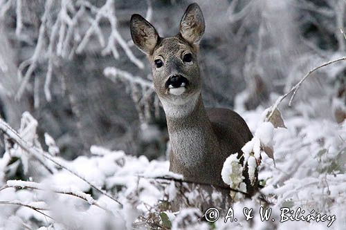 Sarna, Capreolus capreolus, Bieszczady