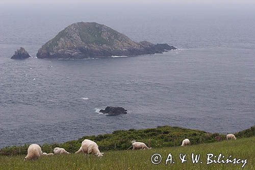 owce wyspie Sark, Channel Islands, Anglia, Wyspy Normandzkie, Kanał La Manche
