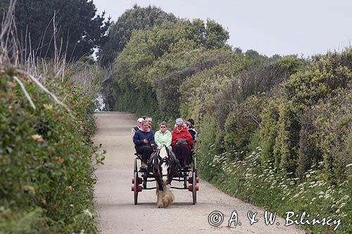 bryczka - dorożka na wyspie Sark, Channel Islands, Anglia, Wyspy Normandzkie, Kanał La Manche