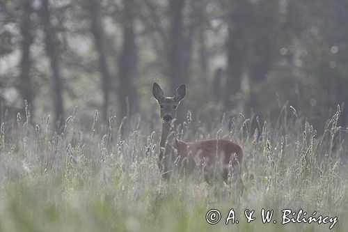 sarna samica