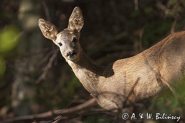 sarna, Capreolus capreolus