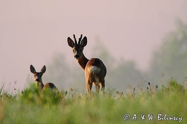 sarna, Capreolus capreolus, para