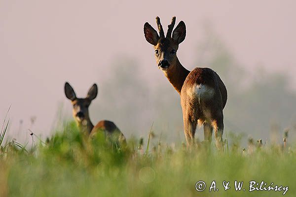 sarna, Capreolus capreolus, para