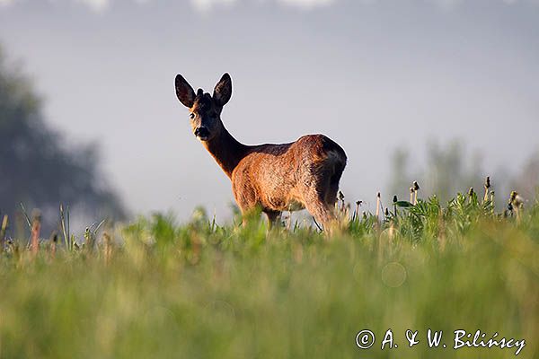 sarna, Capreolus capreolus, koziołek