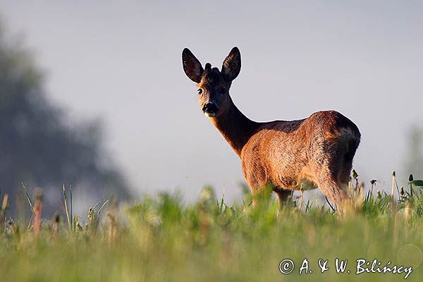 sarna, Capreolus capreolus, koziołek