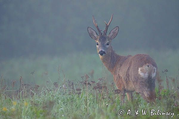 sarna, Capreolus capreolus, koziołek