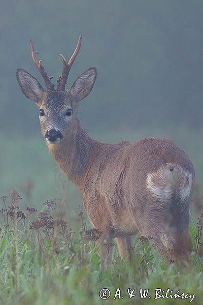 sarna, Capreolus capreolus, koziołek