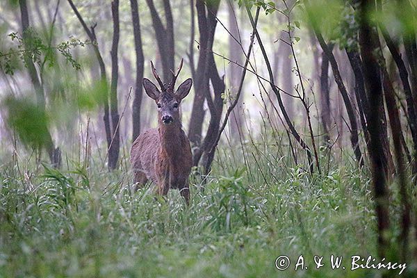 sarna, Capreolus capreolus, koziołek