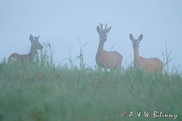 sarny, Capreolus capreolus