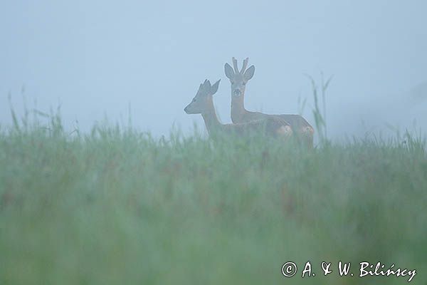 sarny, Capreolus capreolus