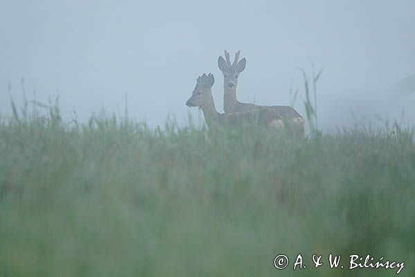 sarny, Capreolus capreolus