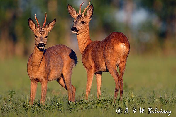 sarna, koziołek, Capreolus capreolus