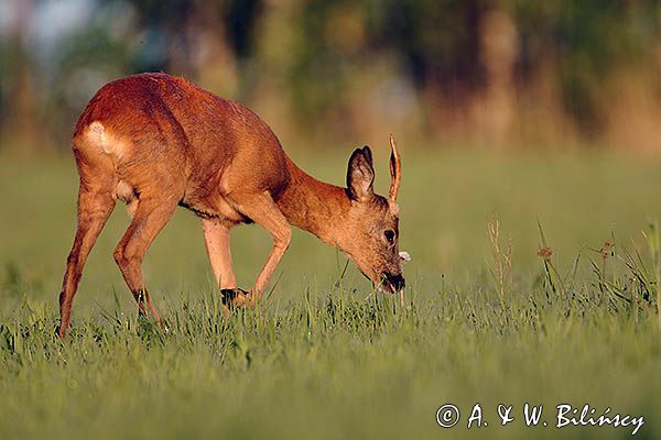 sarna, koziołek, Capreolus capreolus