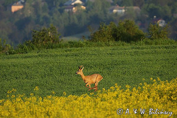 sarna, koziołek, Capreolus capreolus