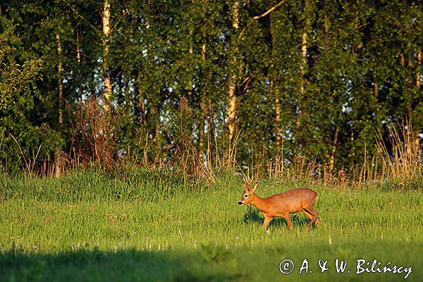 sarna, koziołek, Capreolus capreolus