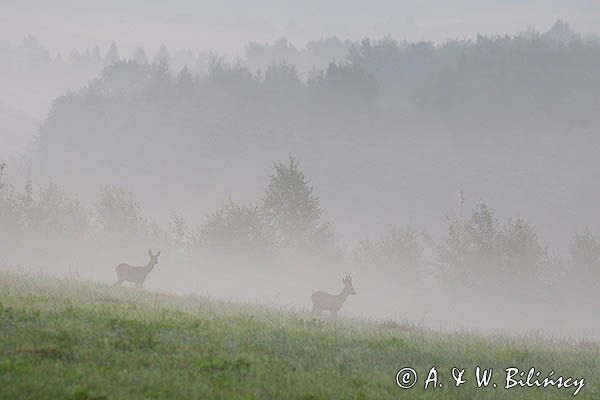 Świt, sarny, Capreolus capreolus, Pogórze Dynowskie