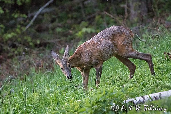 sarna, Capreolus capreolus