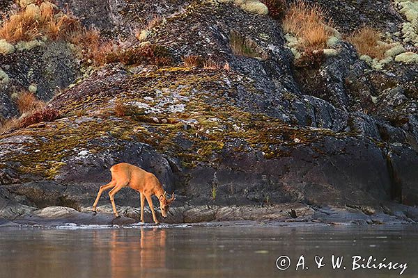 sarna, Capreolus capreolus na wyspie Luro na jeziorze Vanern, Wener, Szwecja