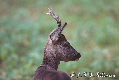 sarna koziołek samiec portret Capreolus capreolus