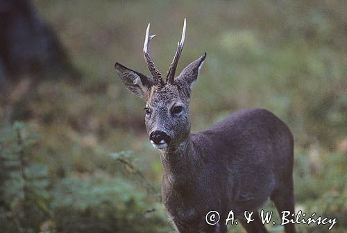 sarna koziołek samiec portret Capreolus capreolus