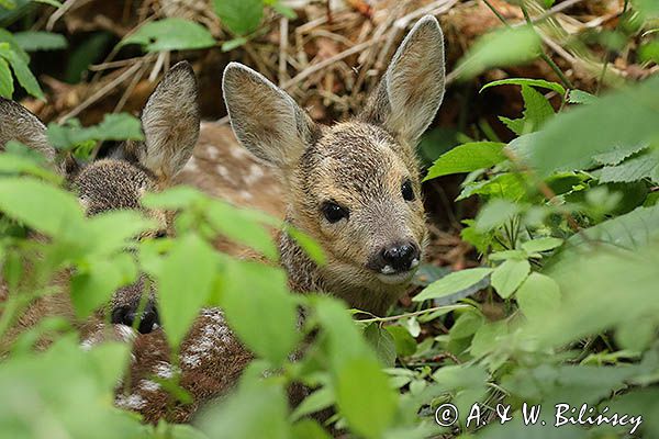 sarna, Capreolus capreolus, maluchy