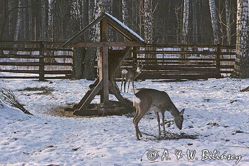 sarna przy paśniku, Capreolus capreolus