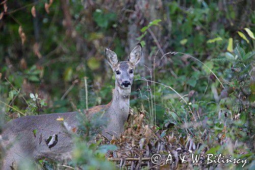 Sarna, sarna europejska, Capreolus capreolus, samica